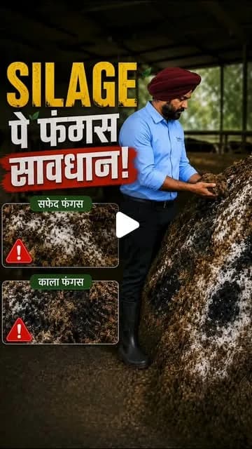 Satkar Feed Instagram reel cover